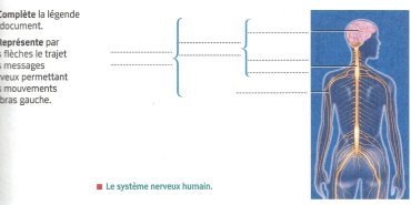 Système nerveux humain