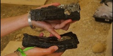 bois fossile avec de la pyrite