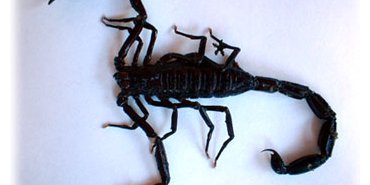 Un scorpion
