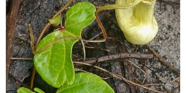 aristolochia trilobata