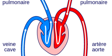 Circulation sanguine simple