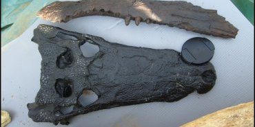 crocodile fossile
