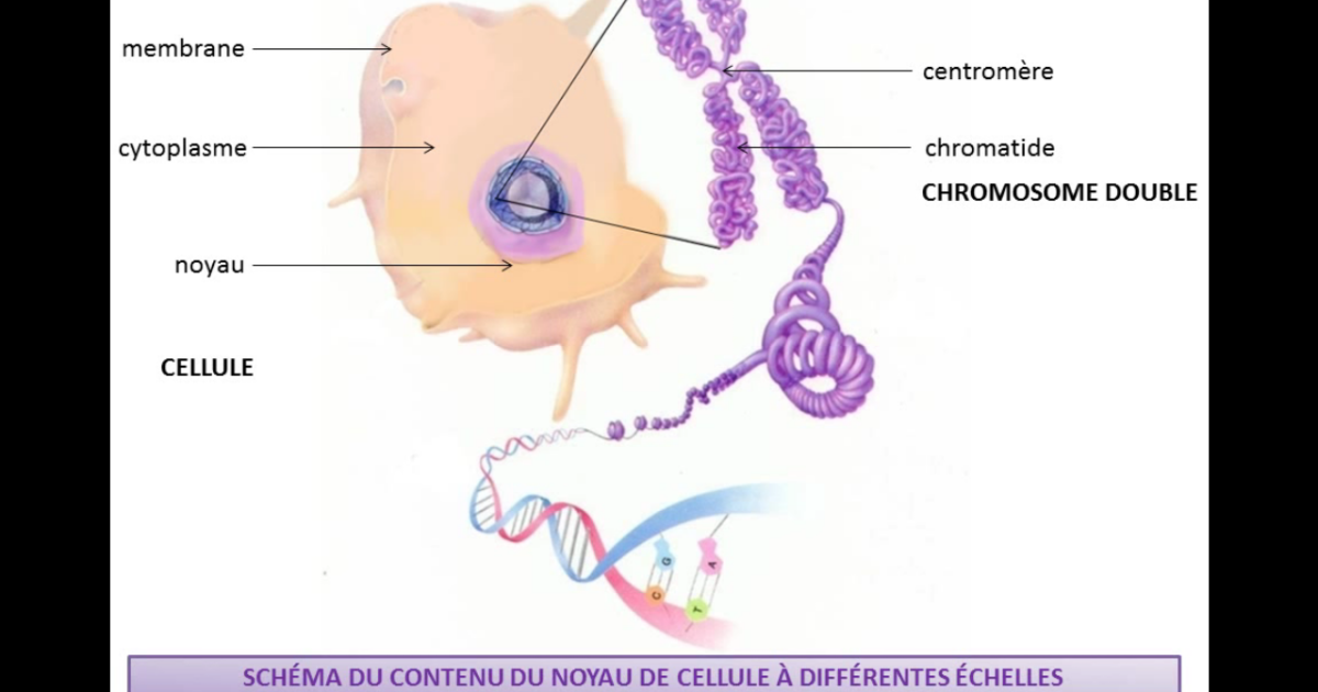 image du noyau cellulaire