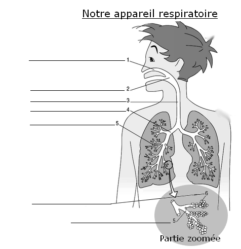 Appareil respiratoire de l'homme – SVT – Académie de Besançon