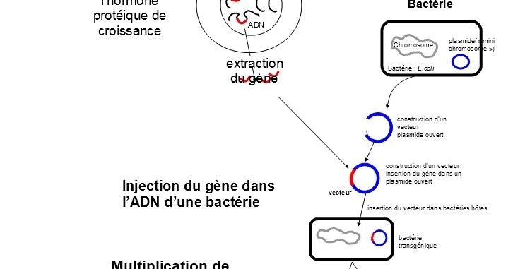 Comment Expliquer Une Grande Diversit Des Individus D Une Population